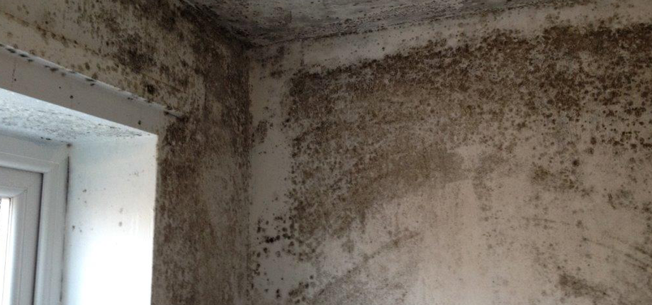 Mould on ceiling and walls